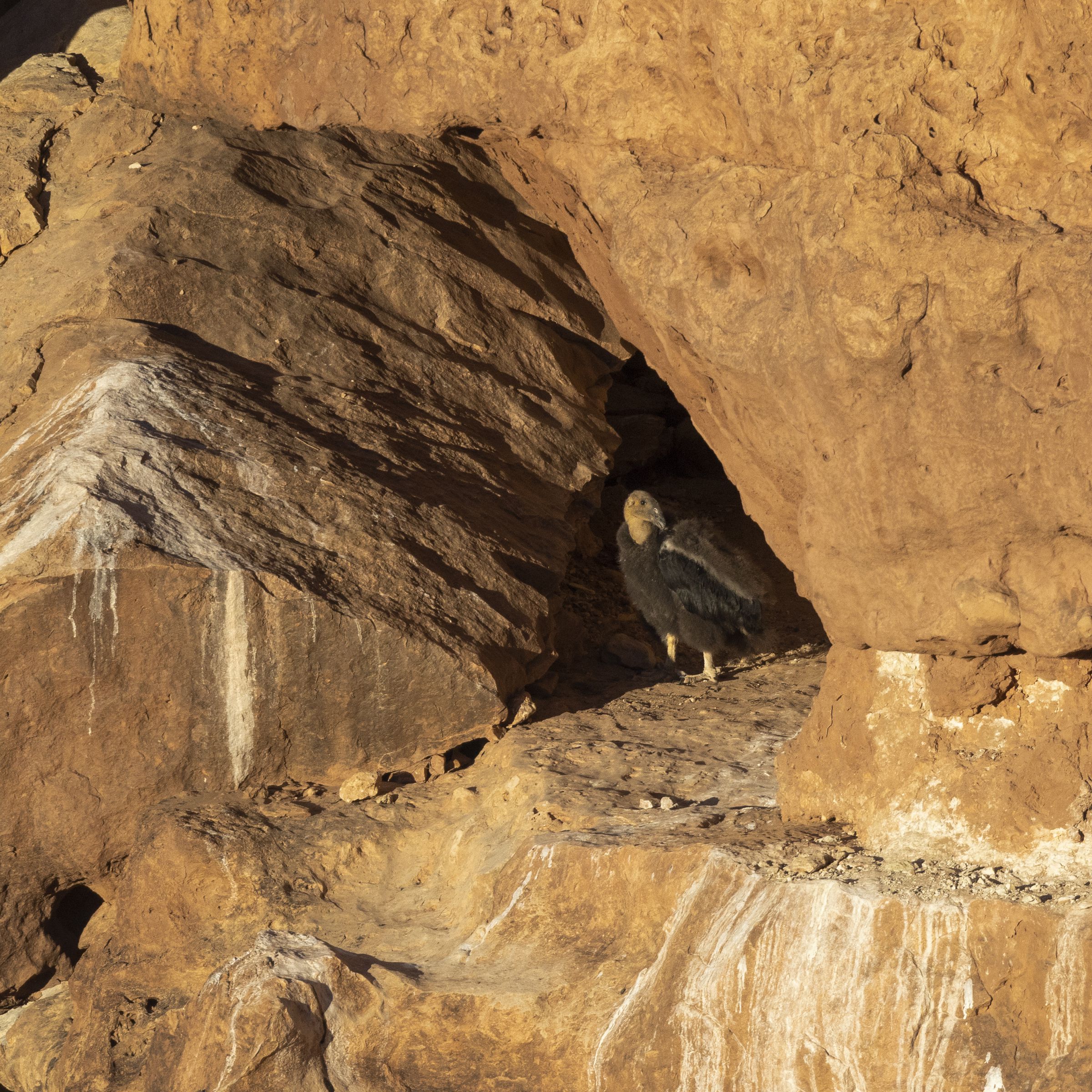 A condor chick stands on a rock formation.