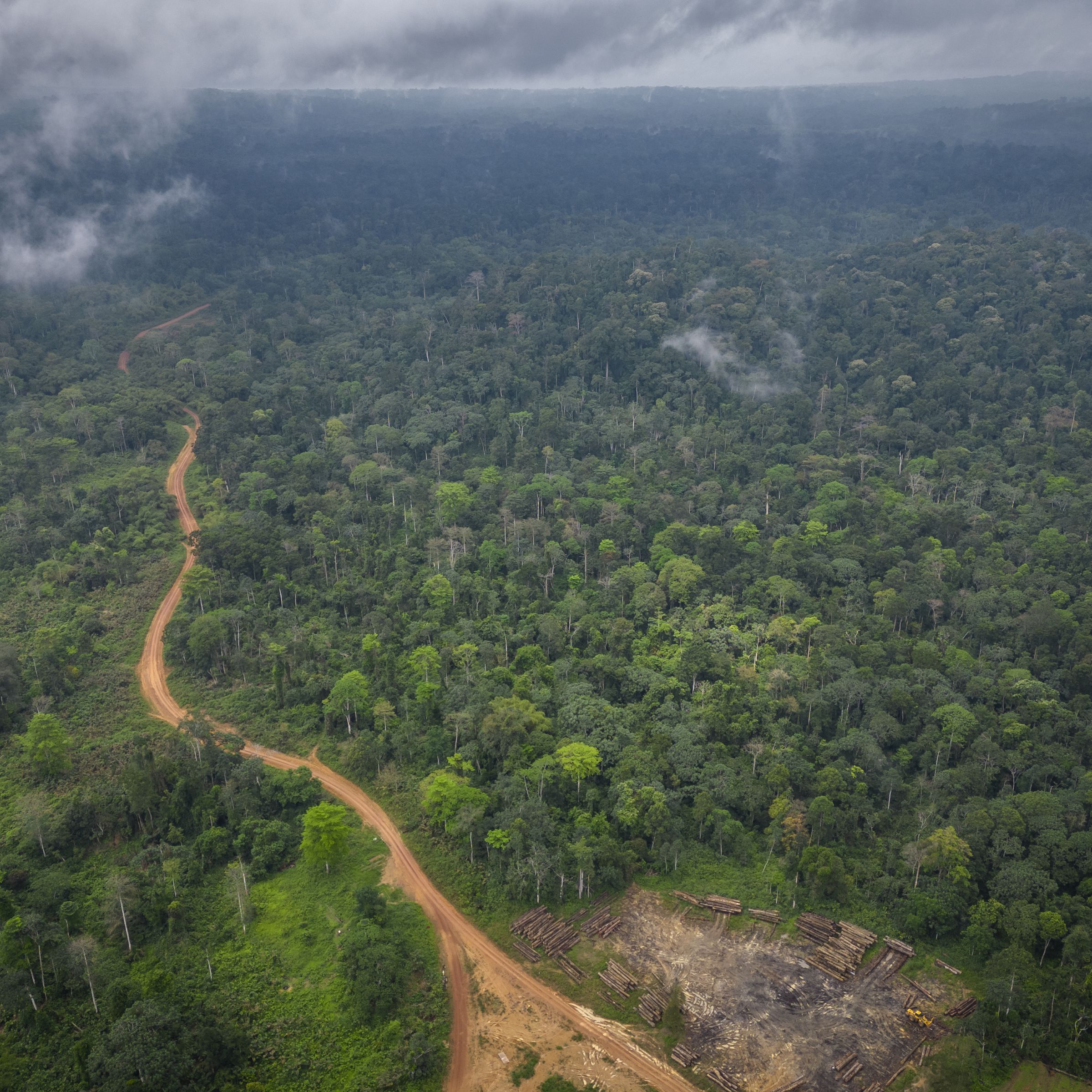 An aerial view of a dirt road that leads to an area where trees have been cut down in a forest.