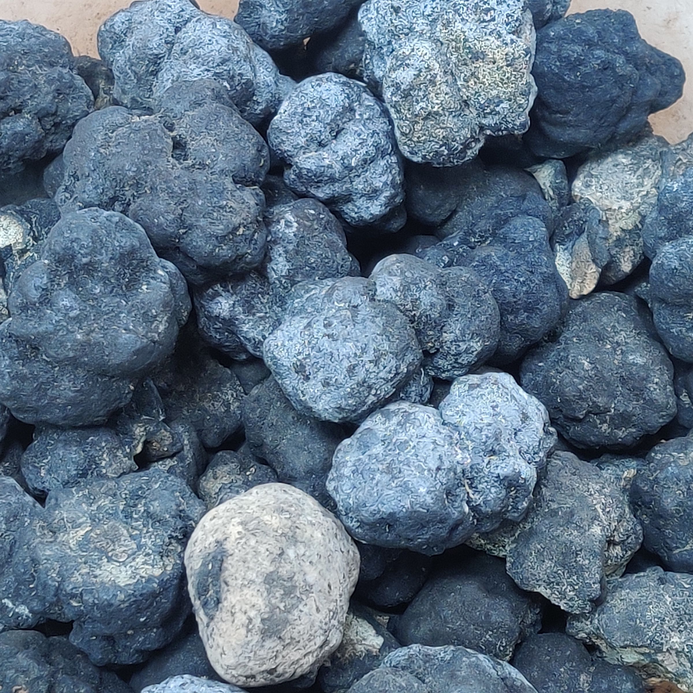 A close-up view of a what look like small rocks piled atop a transparent dish or container.