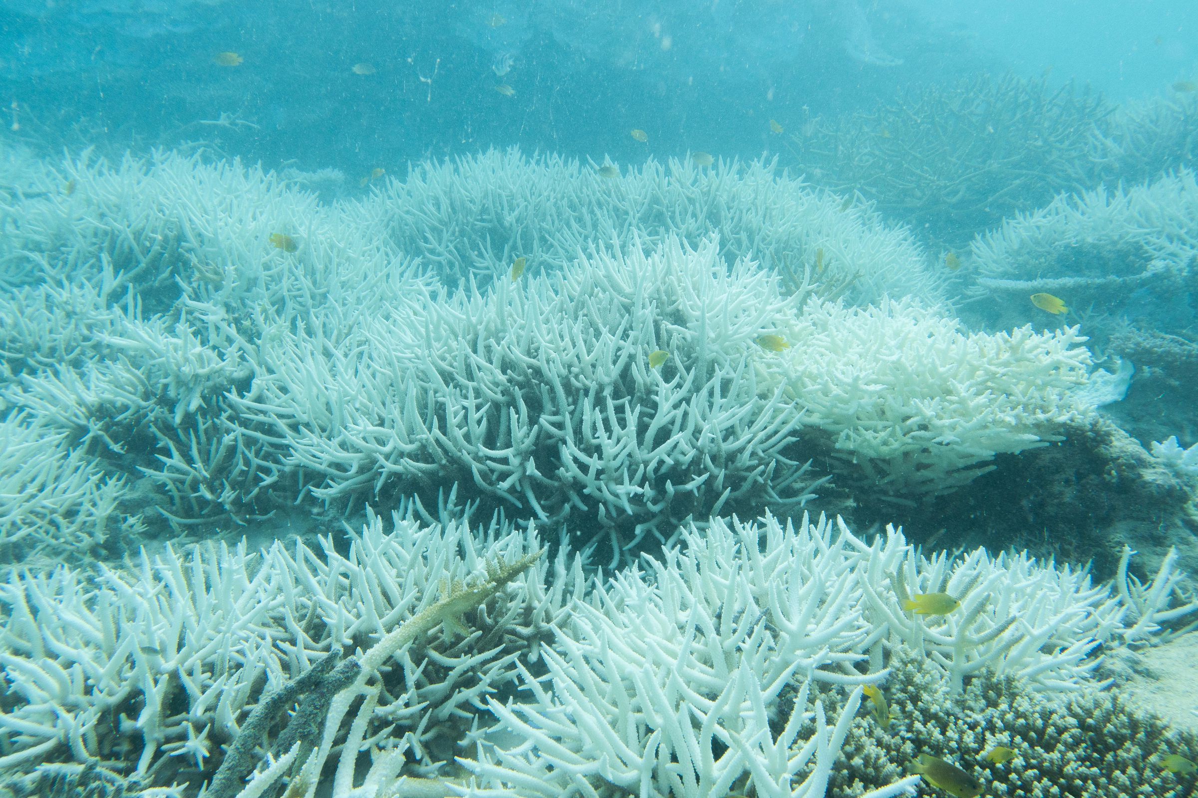 A view of white corals with a few small fish swimming around them.