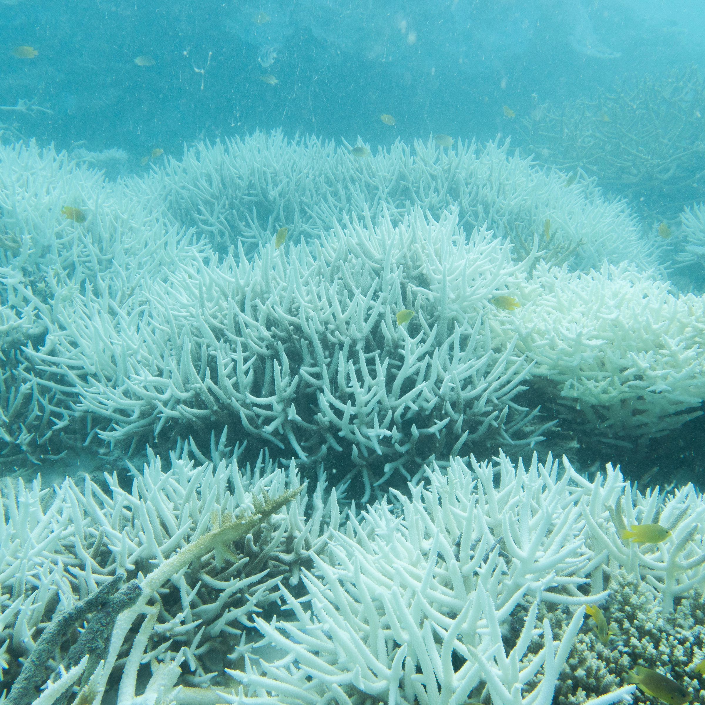 A view of white corals with a few small fish swimming around them.