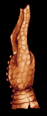 sketch_Gambeson_c1360