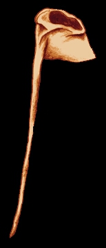 sketch_HoodLiripipe_c1353