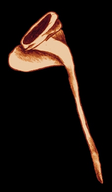 sketch_HoodLiripipe_c1390