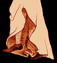 sketch_Stockings_c1250_web